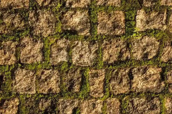 Moss and weed growth between paving units - joints and shedding are the failure points resin removes when it is installed correctly