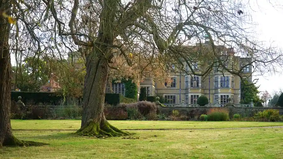 A garden tree beside a driveway at a UK home