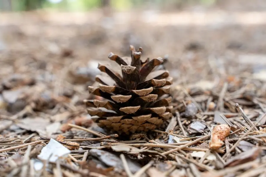 Fallen pine needles gathered on the ground