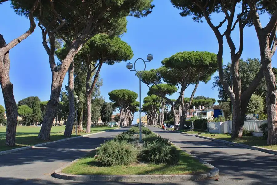 Tall mature pines over a residential street in the Bournemouth area
