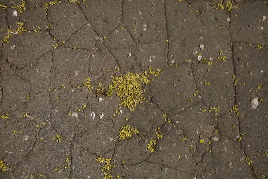 Tree roots lifting and cracking a rigid paved surface