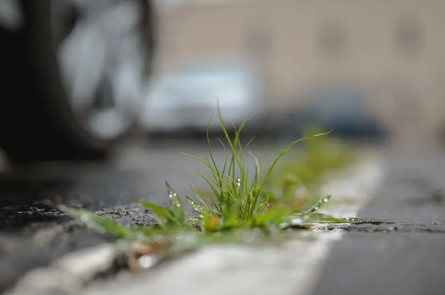 A driveway with weed and crack growth showing what happens when maintenance is neglected - resin's seamless surface removes this problem entirely