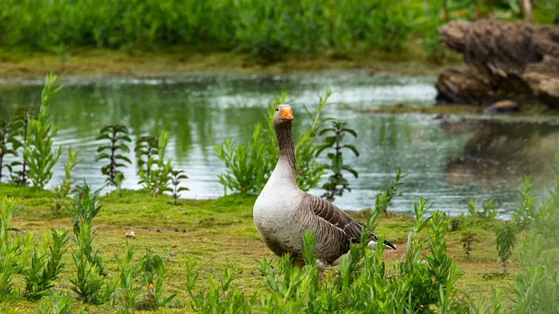 Arne RSPB Reserve