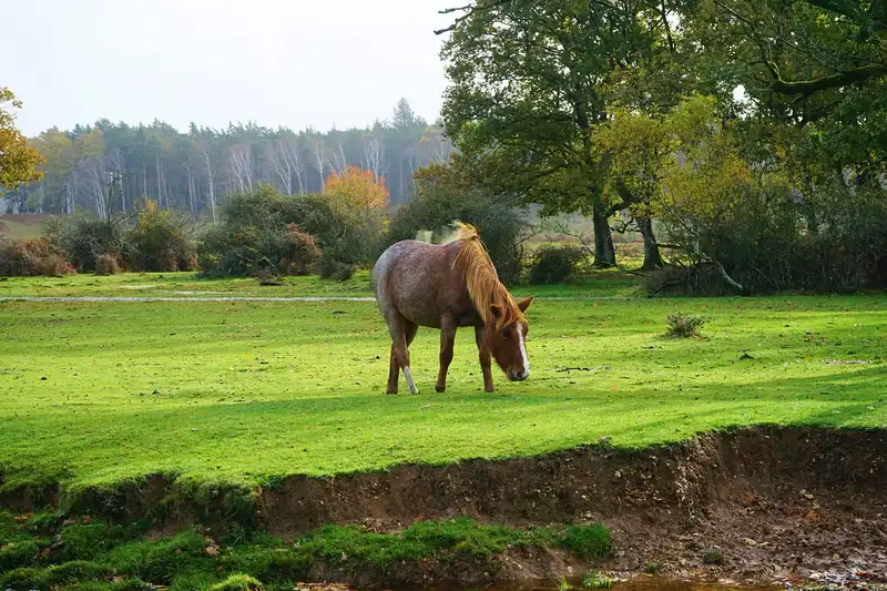 Moors Valley Country Park