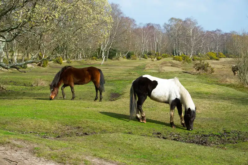 New Forest National Park